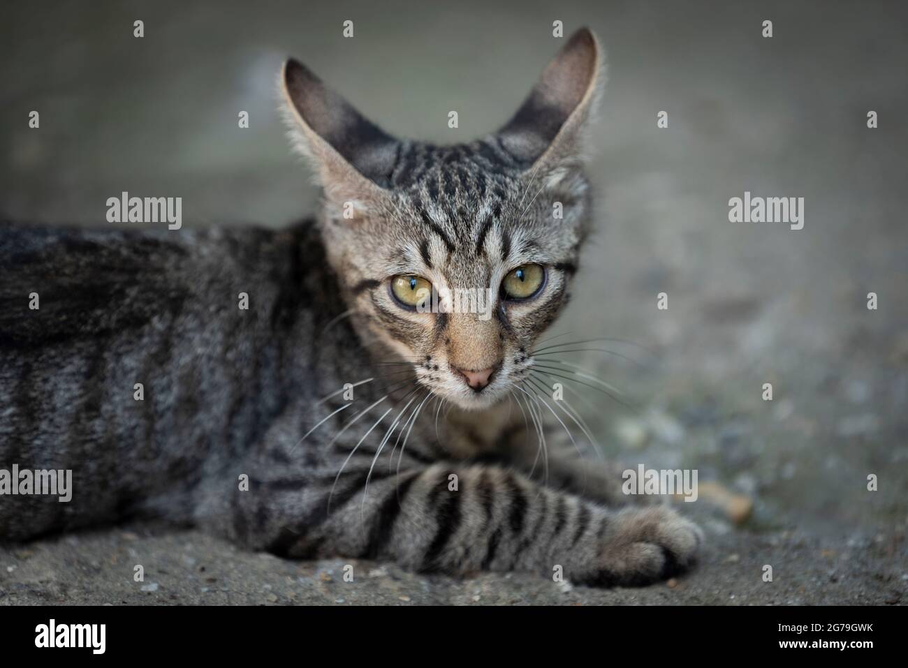 giocoso gattino grigio a righe che si rilassa a terra, con orecchie rivolte verso la schiena Foto Stock
