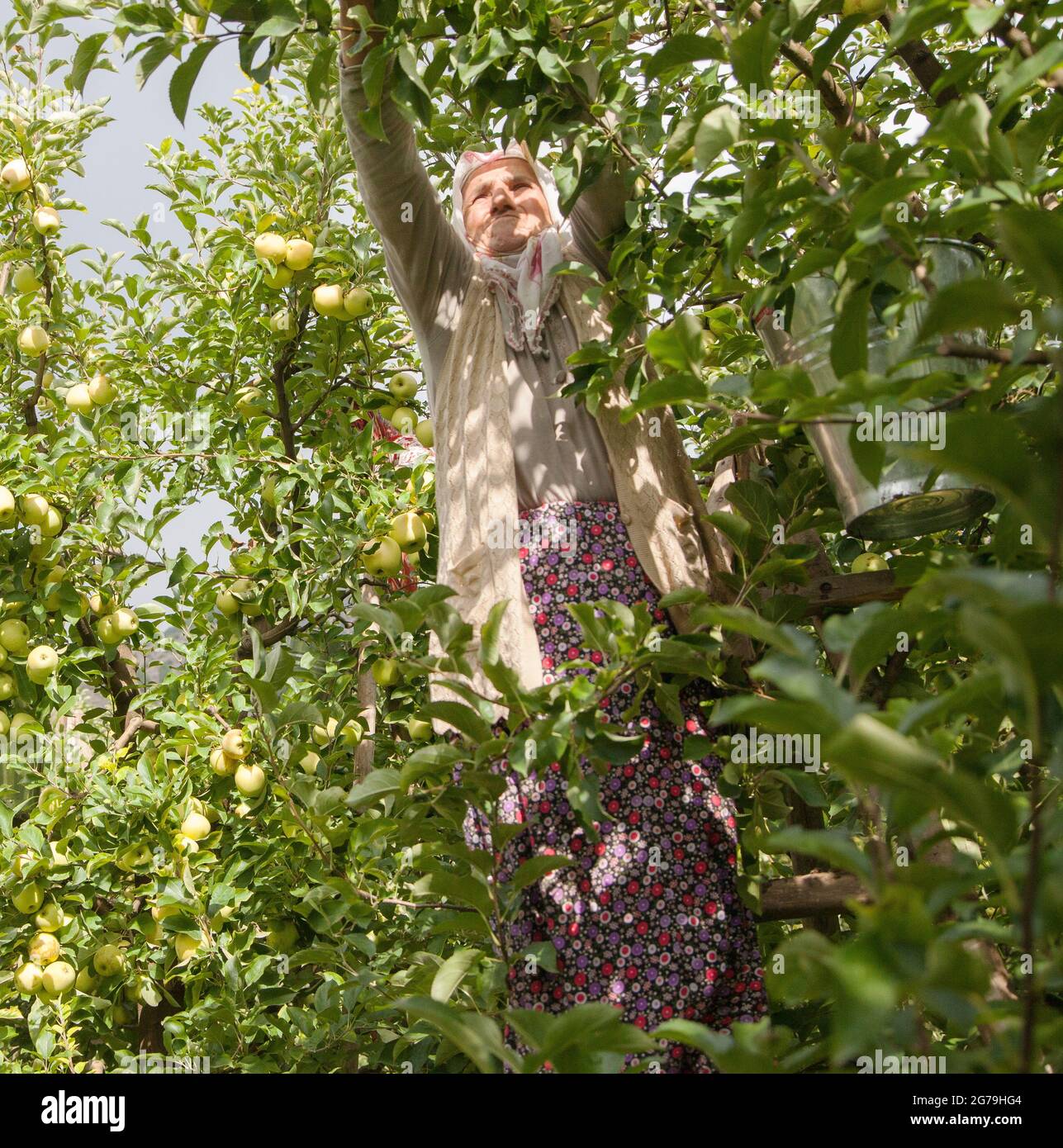 Amasya, Turchia - 09/29/2015: Agricoltore sconosciuto che raccoglie mele nel frutteto di mele. Foto Stock