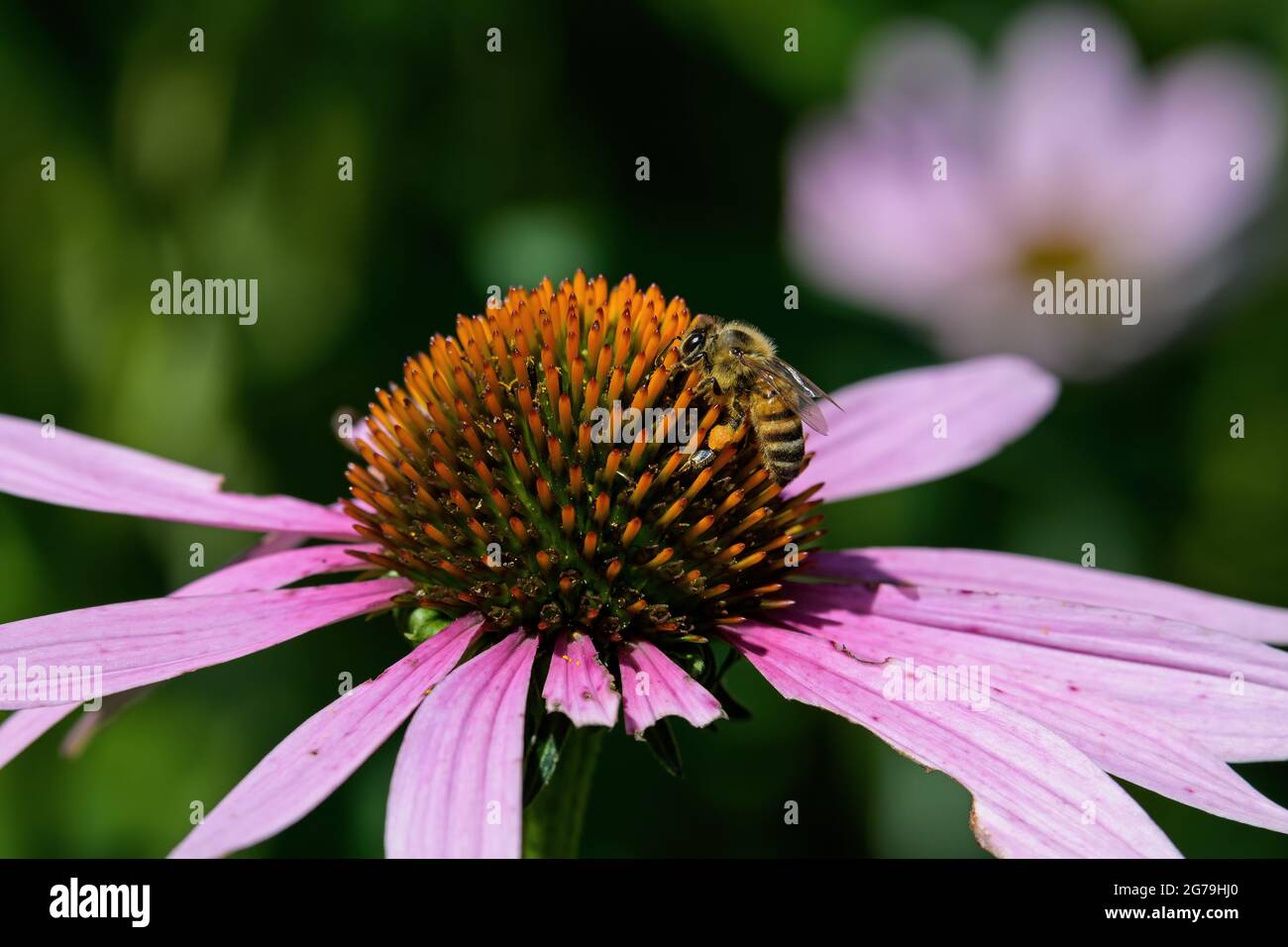 Ape di miele con pellet di polline che si nutriscono su fiore di Echinacea. Il fiore è un genere, o gruppo di piante erbacee fiorite della famiglia Daisy. Foto Stock