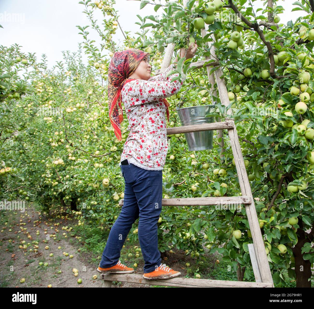 Amasya, Turchia - 09/29/2015: Agricoltore sconosciuto che raccoglie mele nel frutteto di mele. Foto Stock