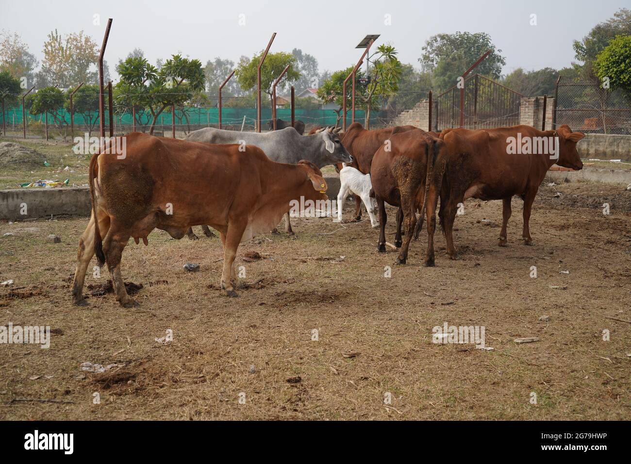 Gir o Gyr è una delle principali razze di Zebu che hanno origine in India, video 4K. Gir Cow è la migliore razza di mucca di razza indiana. Foto Stock