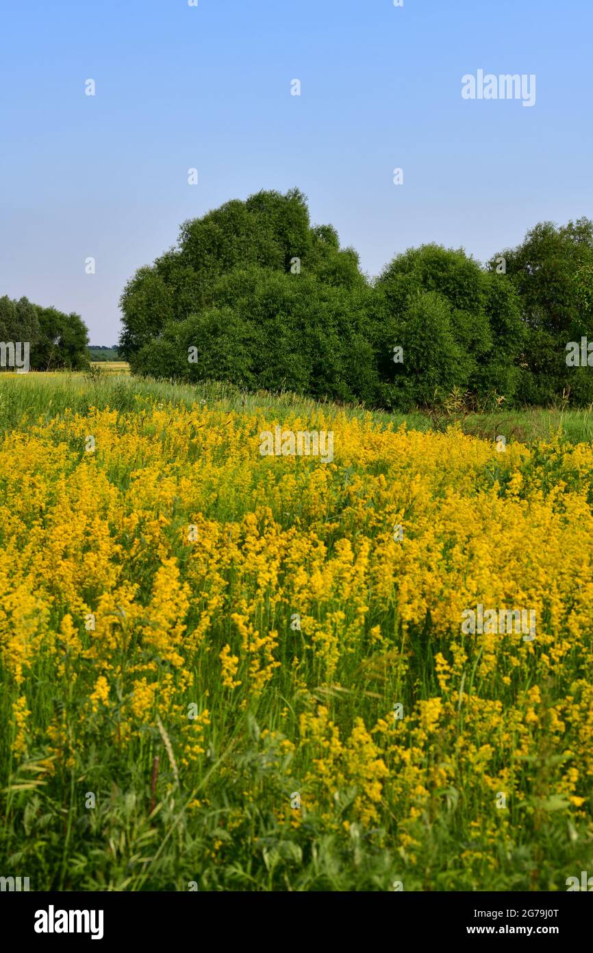 Glade con cannuccia fiorente gialla e alberi, Russia Foto Stock