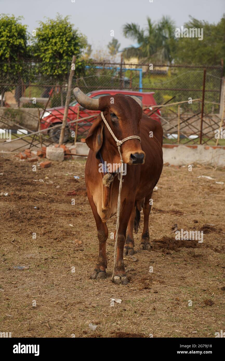 Gir o Gyr è una delle principali razze di Zebu che hanno origine in India, video 4K. Gir Cow è la migliore razza di mucca di razza indiana. Foto Stock