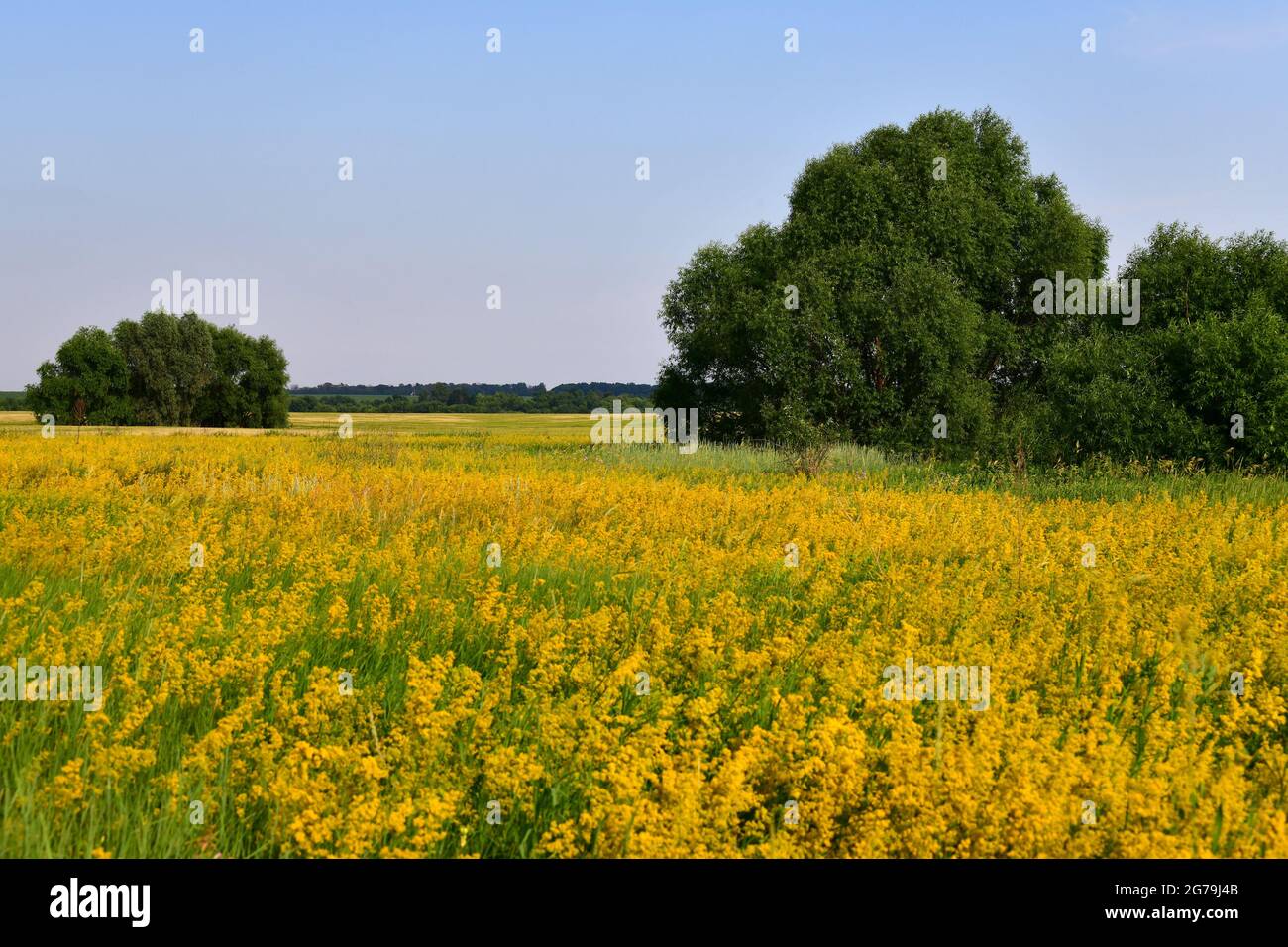 Glade con cannuccia fiorente gialla e alberi, Russia Foto Stock