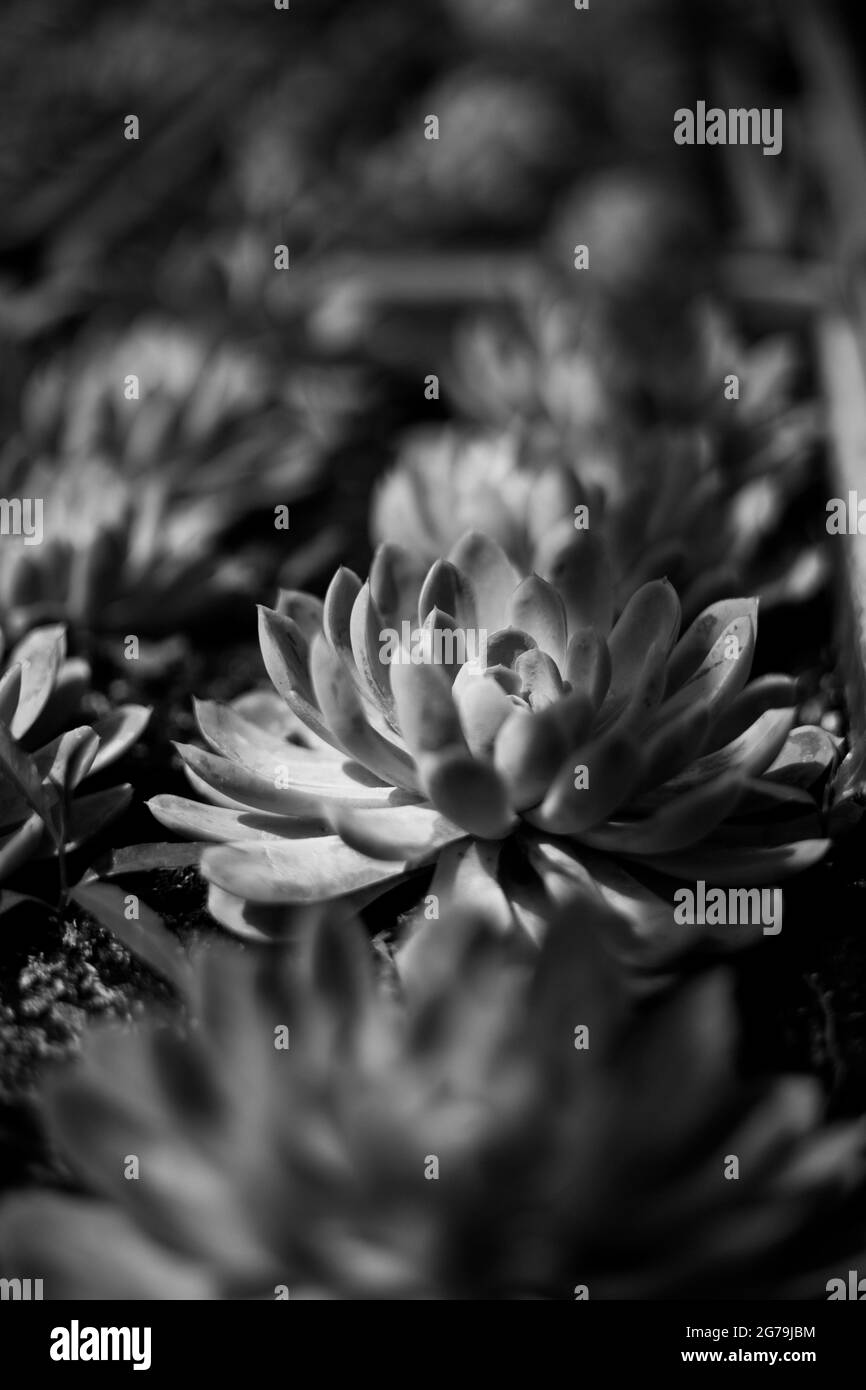Alcune succulente in serra a werstern Austria Foto Stock