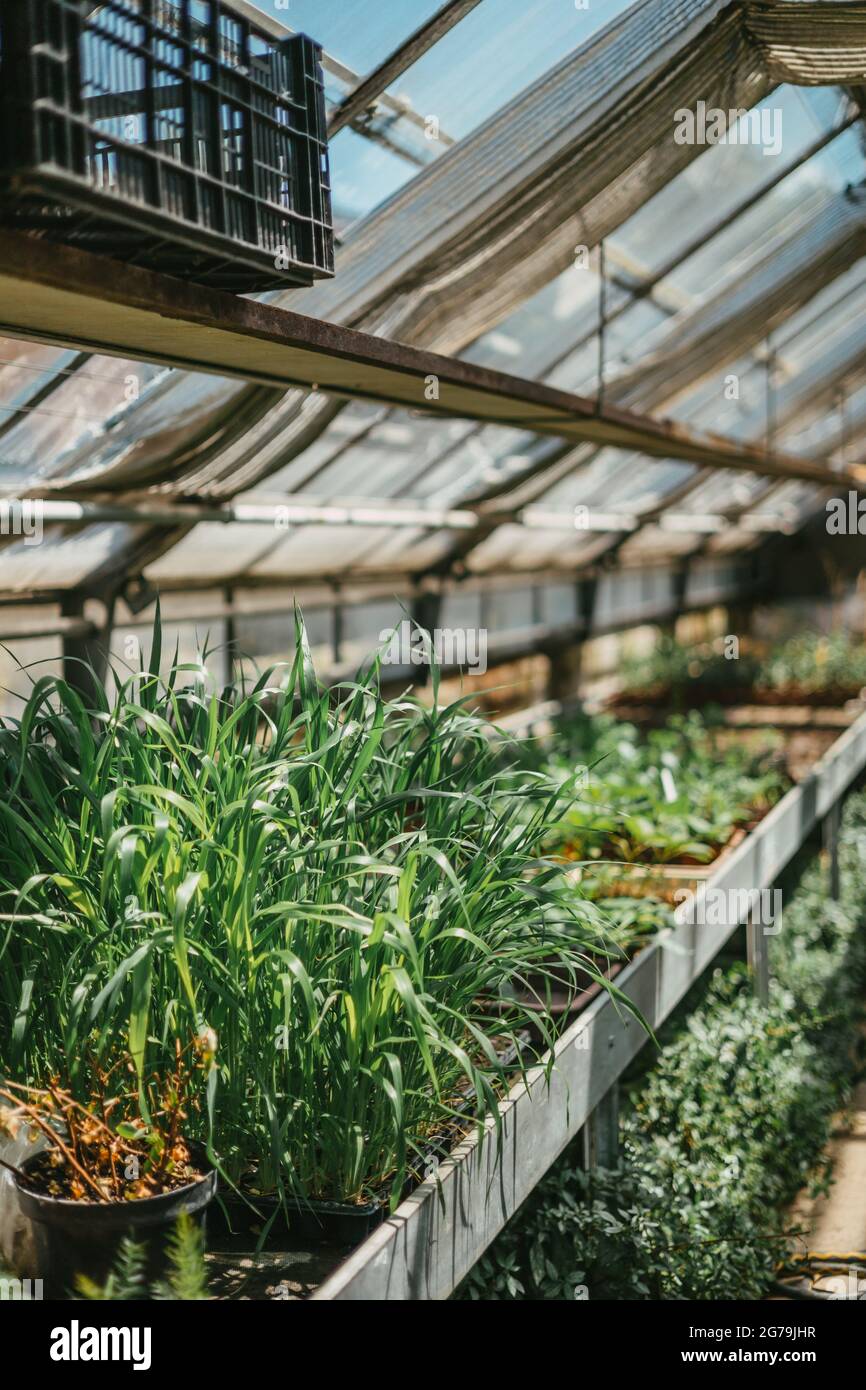 Un po' di verde da un vivaio di piante locali Foto Stock