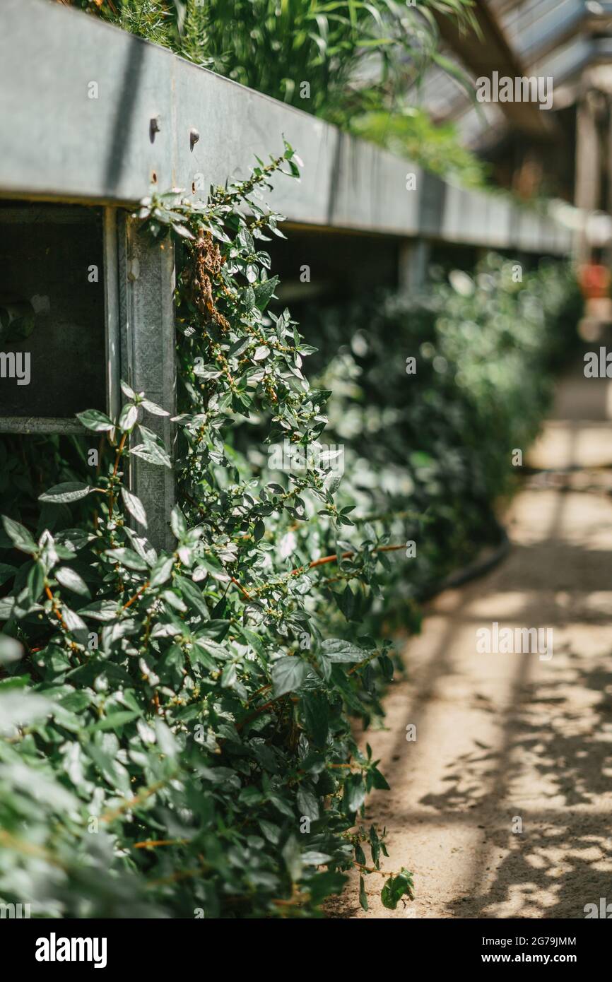 Un po' di verde da un vivaio di piante locali Foto Stock
