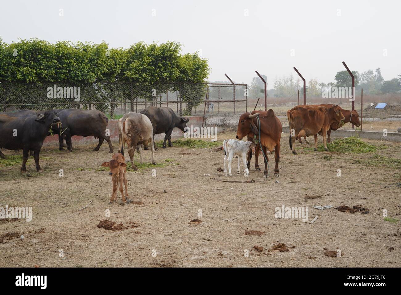 Gir o Gyr è una delle principali razze di Zebu che hanno origine in India, video 4K. Gir Cow è la migliore razza di mucca di razza indiana. Foto Stock