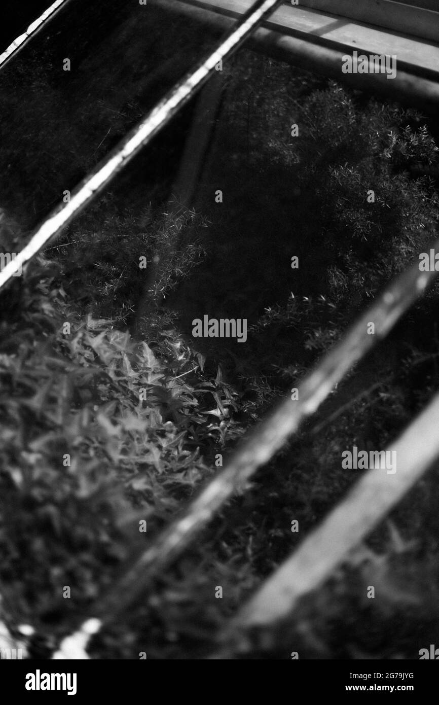 Un po' di verde da un vivaio di piante locali Foto Stock