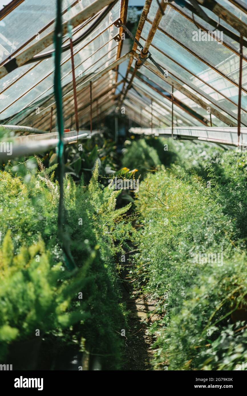Un po' di verde da un vivaio di piante locali Foto Stock