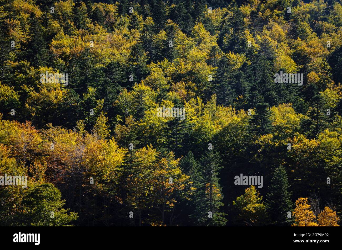 Foresta decidua in autunno sulla strada per il passo del col de Pailhères (Ariège, Occitanie, Francia, Pirenei) ESP: Bosque caducifolio en otoño Foto Stock