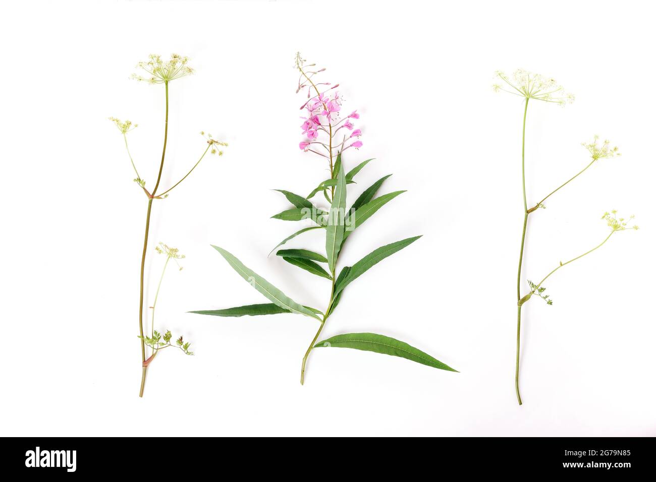 Fireweed, Rosebay Willowwib isolato su sfondo bianco. Willow-erba isolato su sfondo bianco. Pianta medicinale. sally in fiore Foto Stock