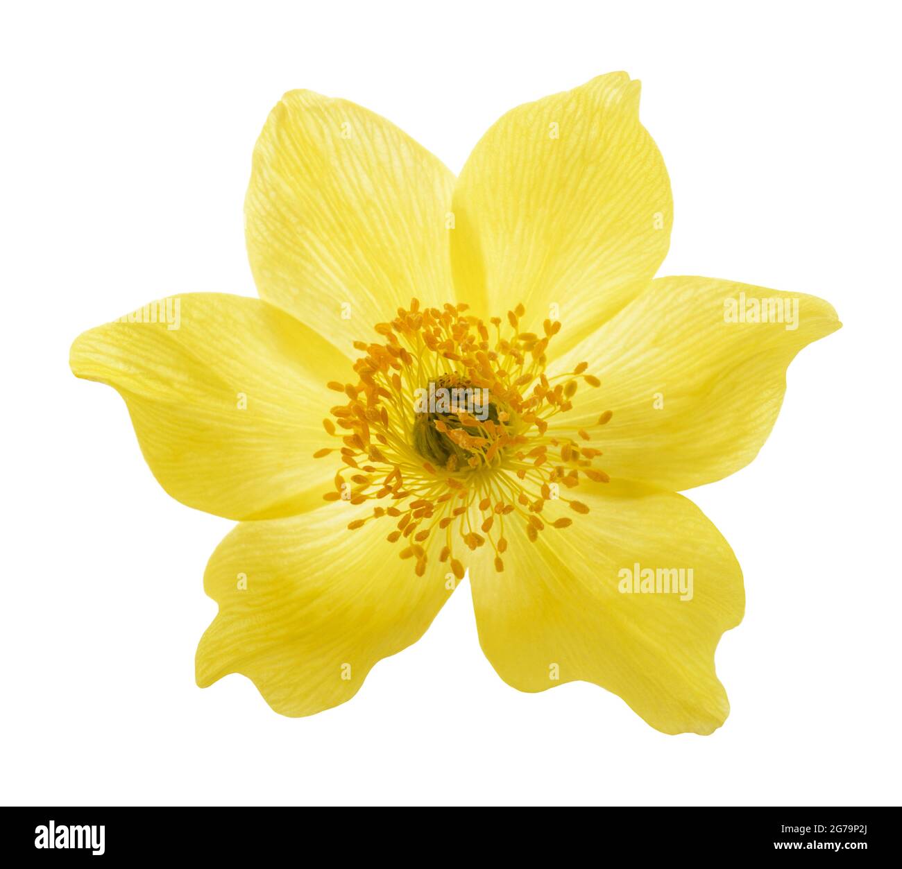 Pasqueflower alpino giallo isolato su bianco Foto Stock