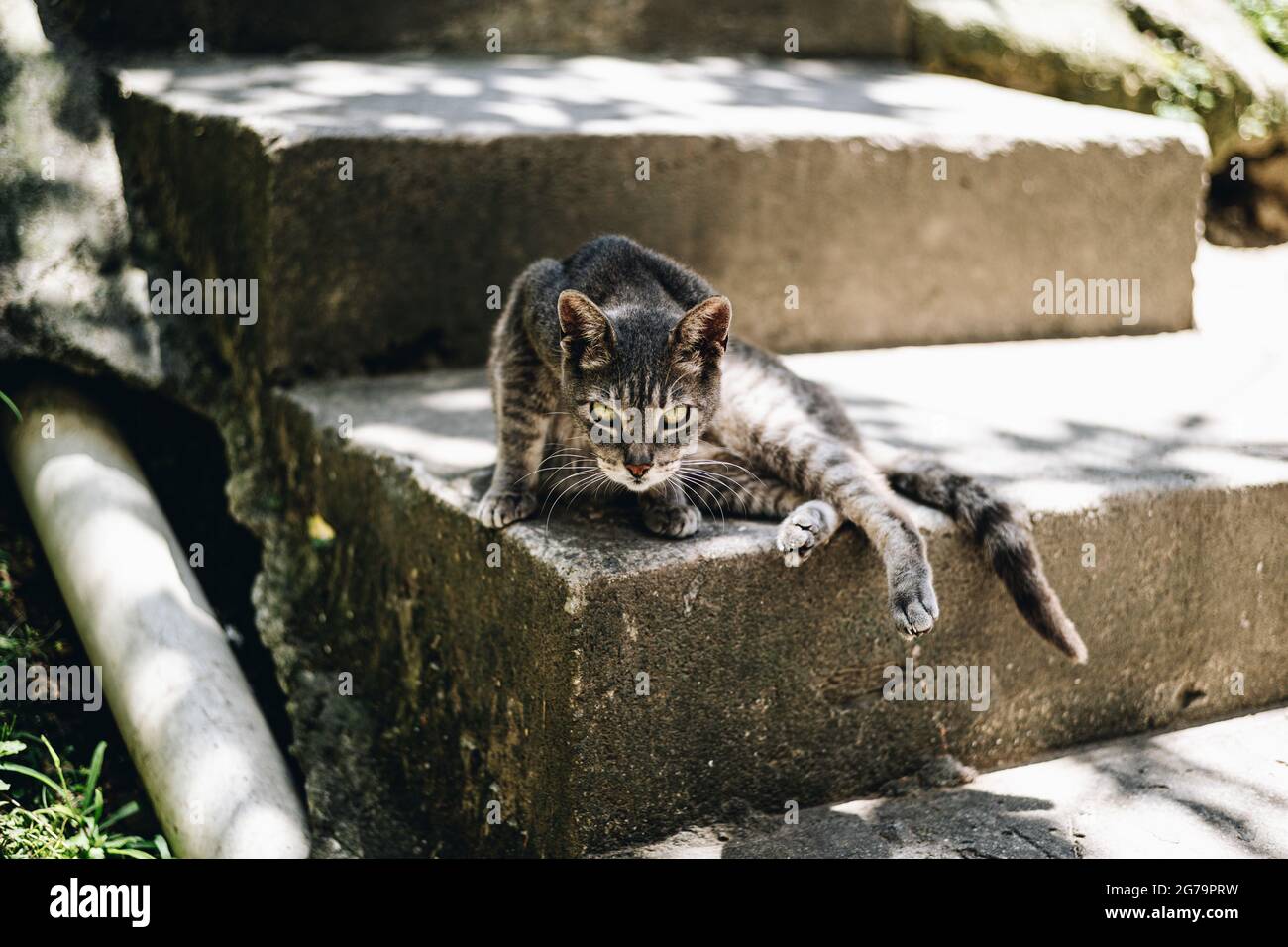 Un gatto su alcune scale in favala Vidigal a Rio de Janeiro, Brasile Foto Stock