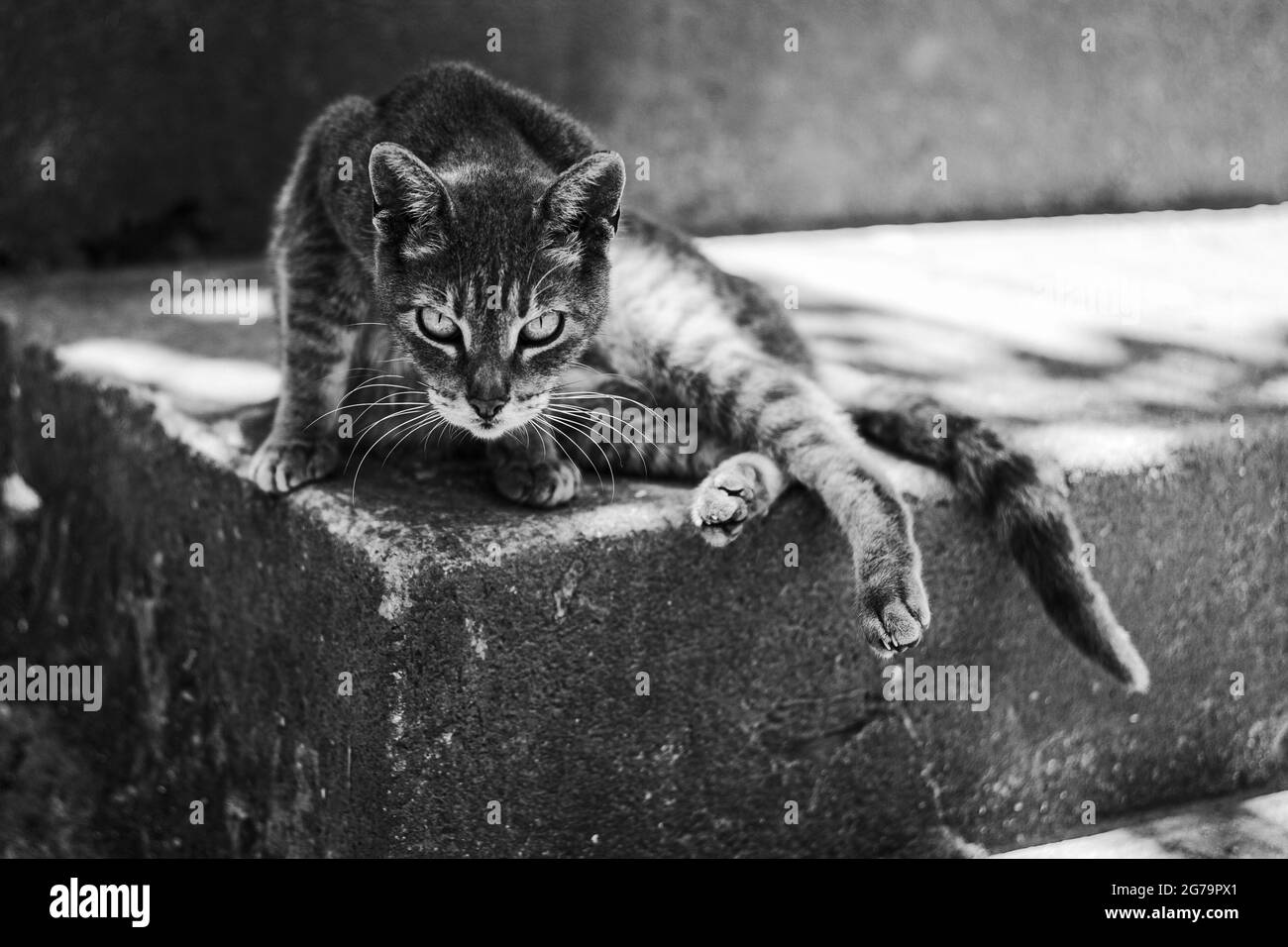 Un gatto su alcune scale in favala Vidigal a Rio de Janeiro, Brasile Foto Stock