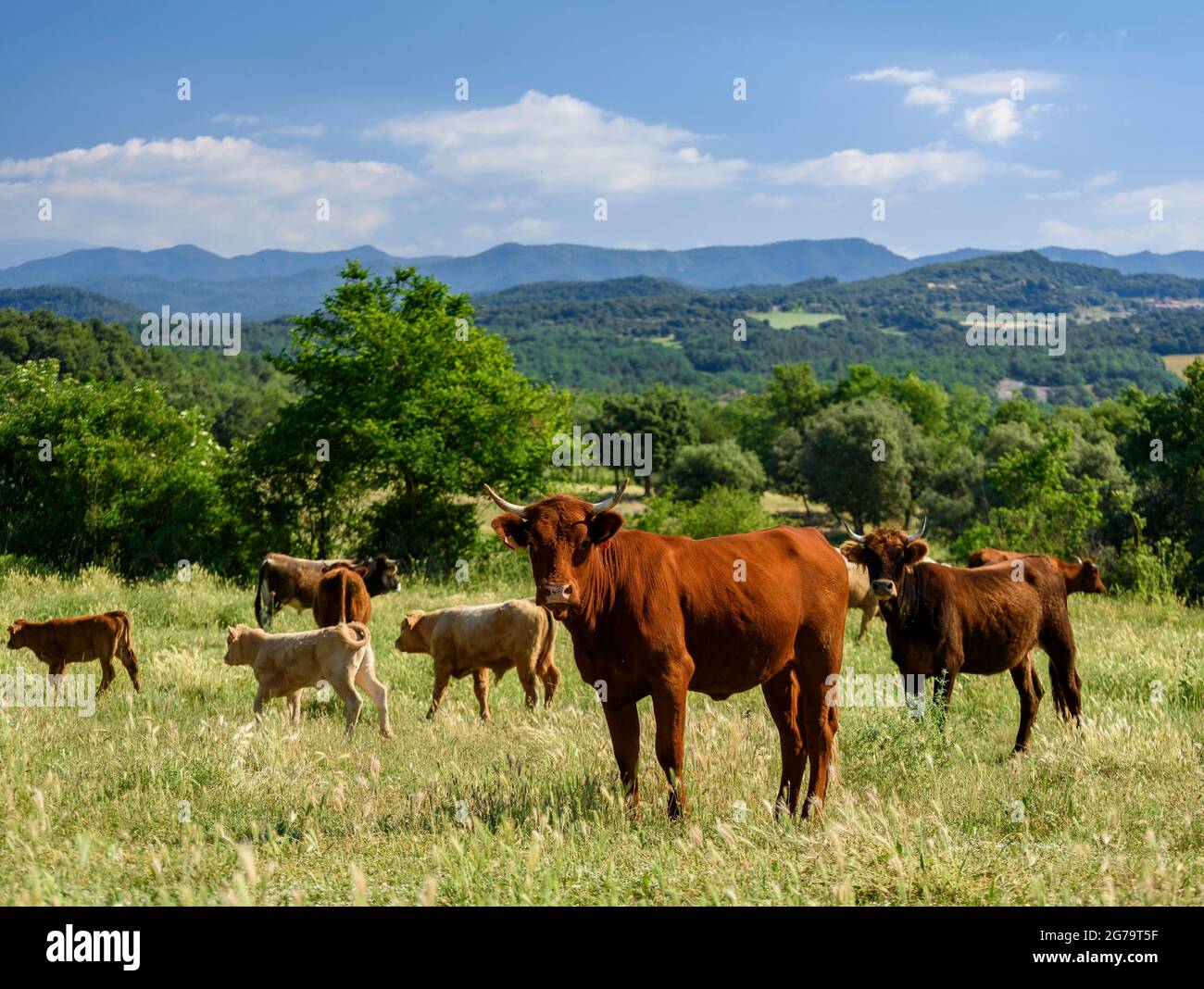 Prati, pascoli e mucche di la Font, con la regione Lluçanès sullo sfondo (Lluçanès, Osona, Barcellona, Catalogna, Spagna) Foto Stock
