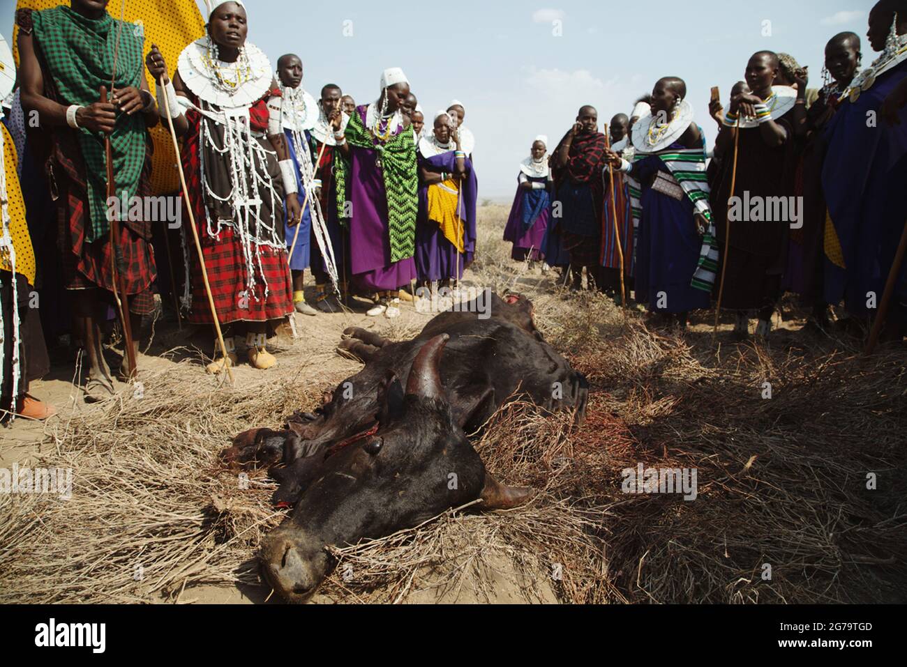 La tribù si riunisce intorno al toro macellato dopo la cerimonia. TANZANIA DEL NORD: ASSISTI al toro SLAUGHTERIN della tribù dei Maasai, una volta nella vita Foto Stock