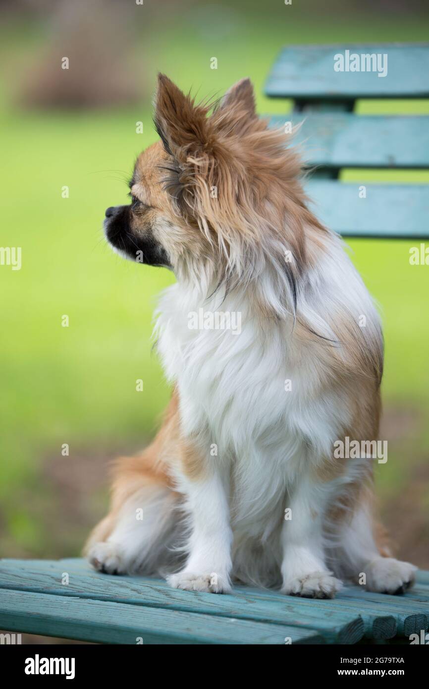 Chihuahua dai capelli lunghi seduto su una sedia da giardino, scena primaverile Foto Stock