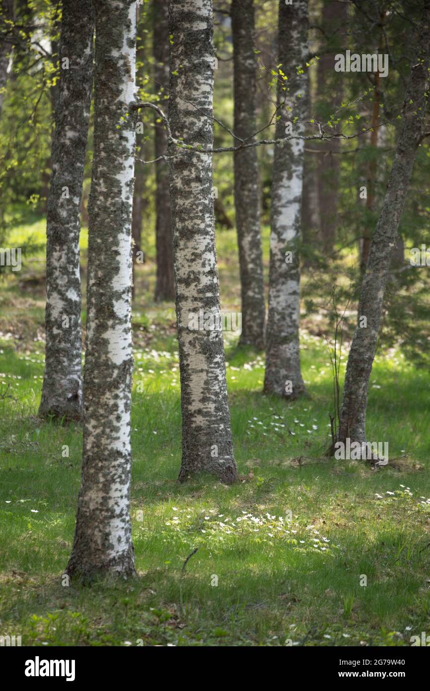 Fiori bianchi di anemone sotto gli alberi di betulla, primavera, Finlandia Foto Stock