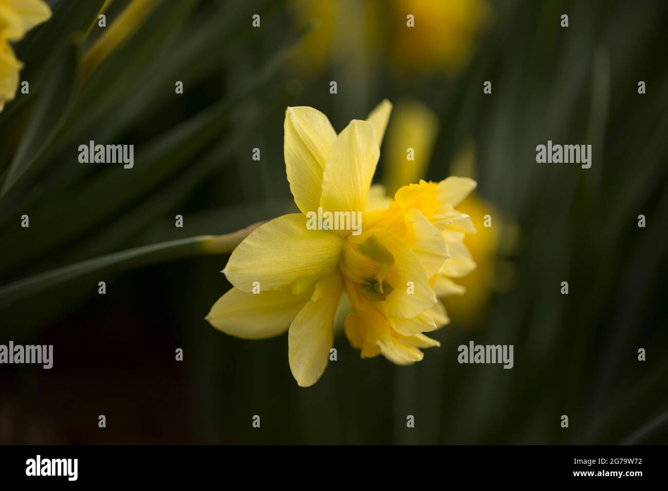 Giallo Daffodil, vista laterale del fiore, sfondo scuro naturale Foto Stock