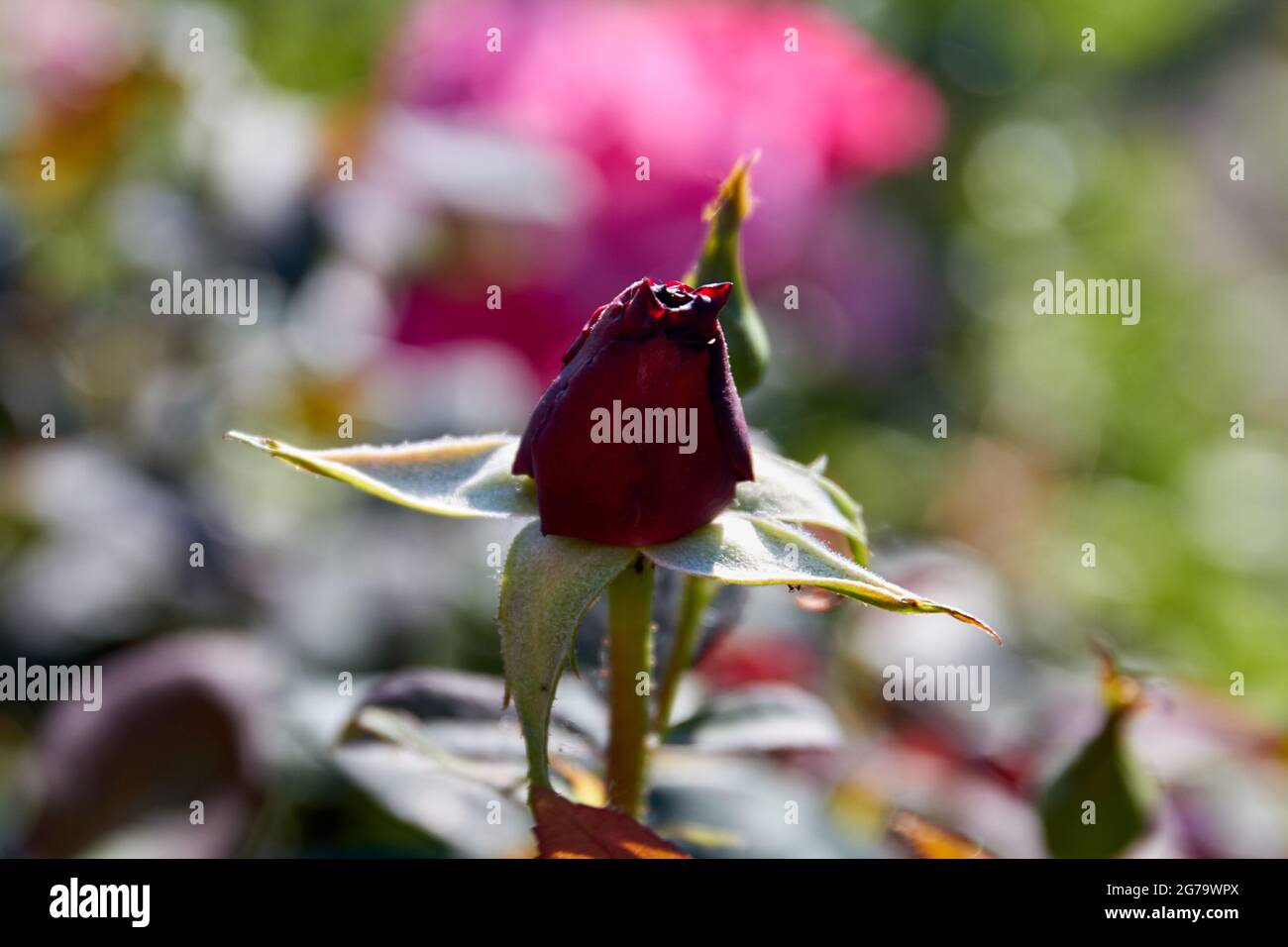 Singola rosa scura chiusa che cresce nel giardino otudoors. Foto Stock