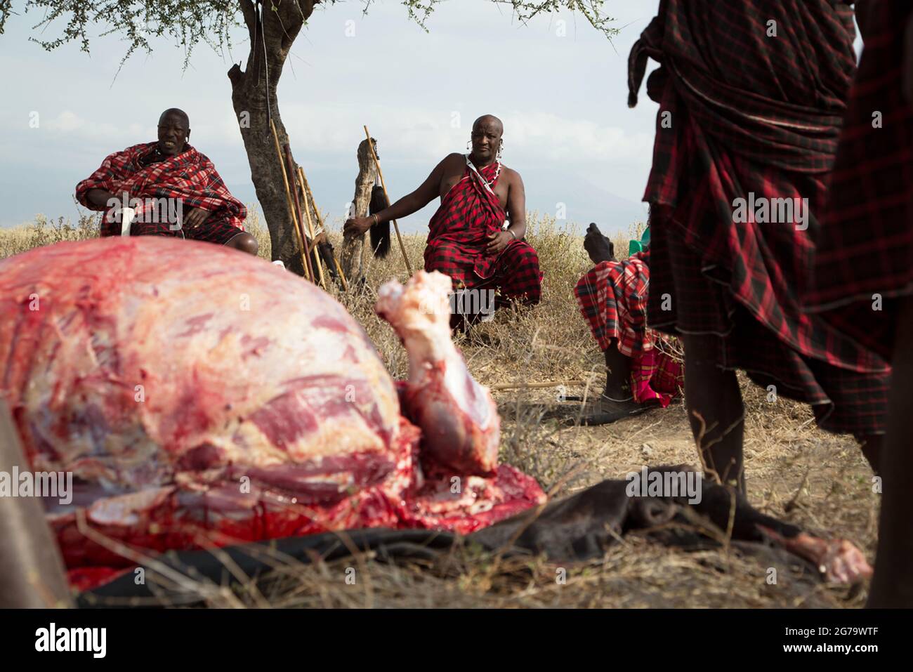 La carne è usata per nutrire la tribù durante la cerimonia di iniziazione dell'anziano. TANZANIA SETTENTRIONALE: OSSERVA il toro della tribù Maasai, una volta nella vita, SLAUGHT Foto Stock