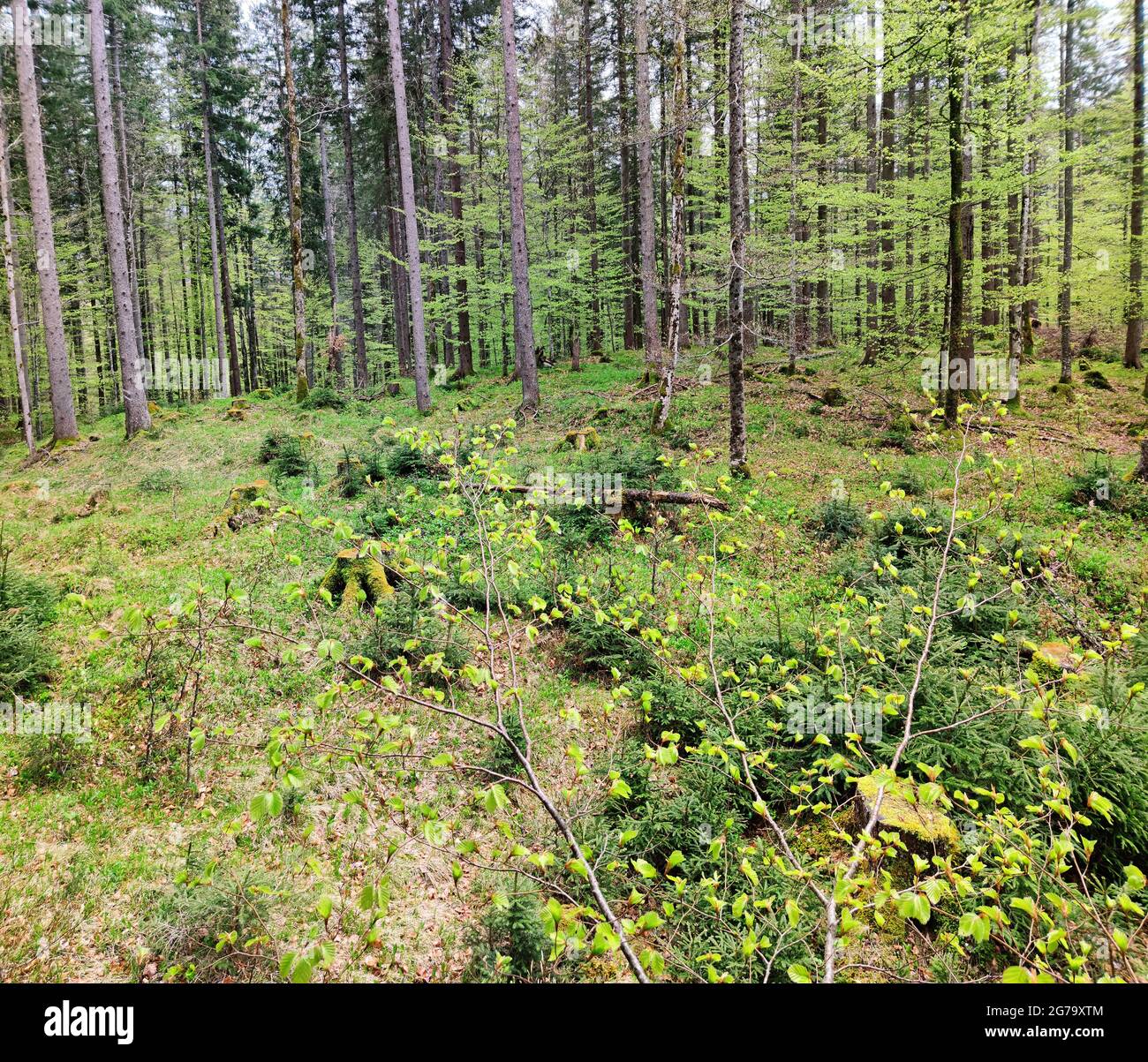 Foresta di compensazione con giovani alberi di abete rosso di fronte a foresta mista Foto Stock