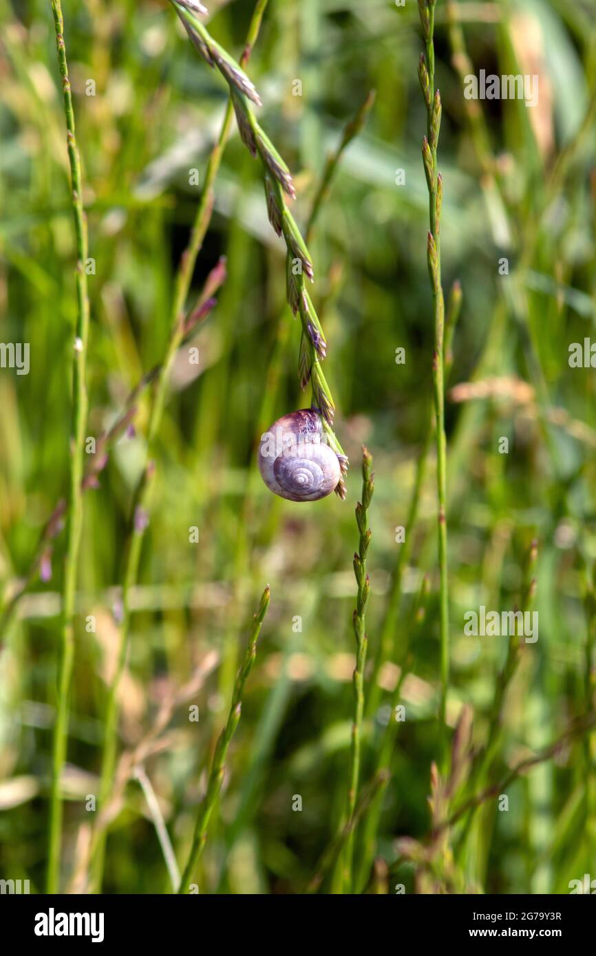 Lumaca di Kentish appeso intorno Foto Stock