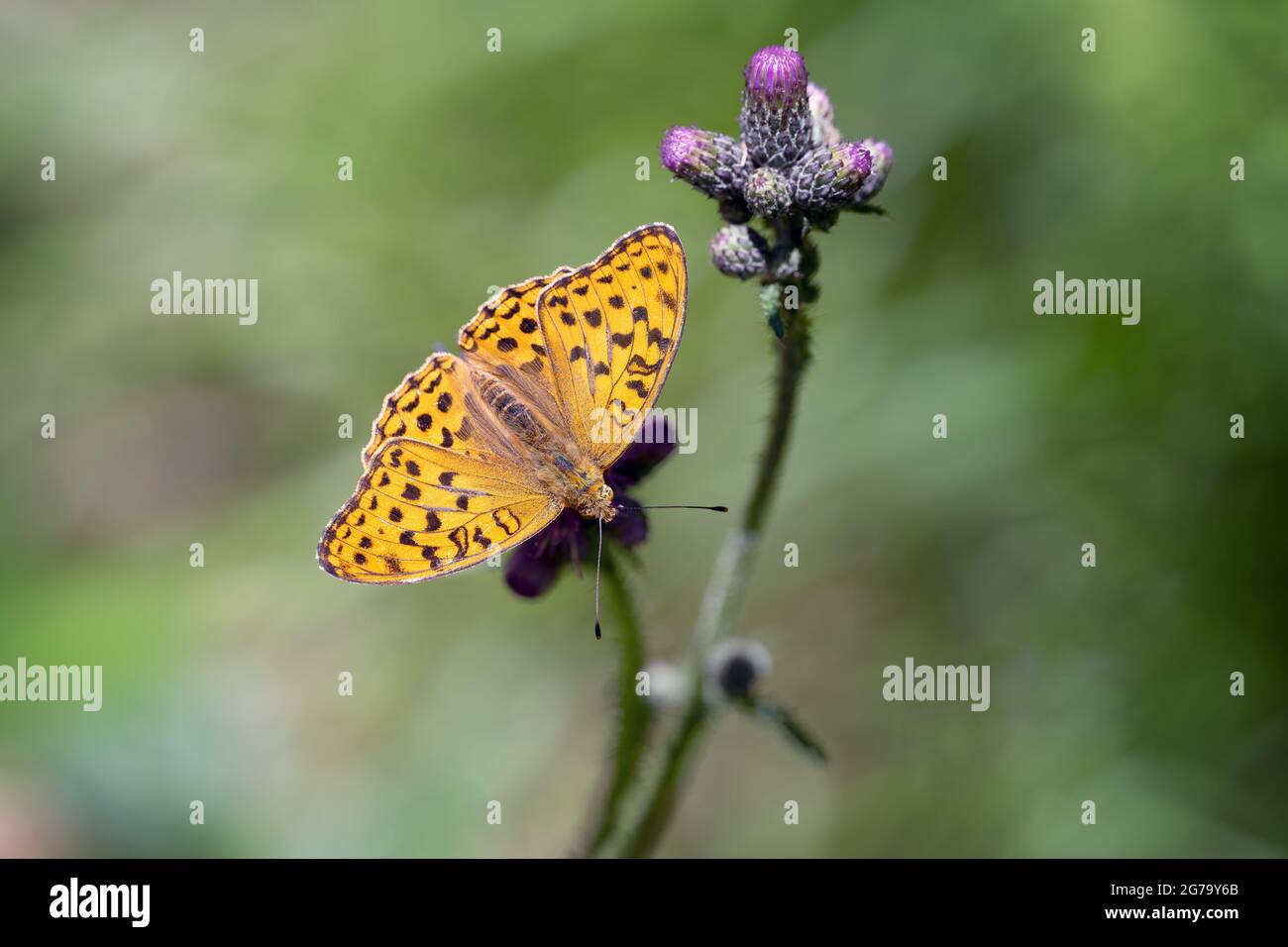 Farfalla viola perla seduta su un fiore di una pianta. Foto Stock