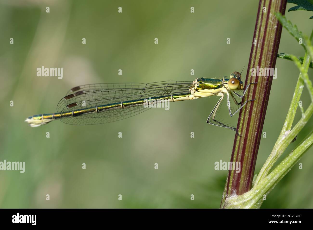 Dragonfly attesa su rami secchi e spazio copia .Dragonfly nella natura. Dragonfly nella natura habitat. Natura bella scena con dragonfly outdoor Foto Stock