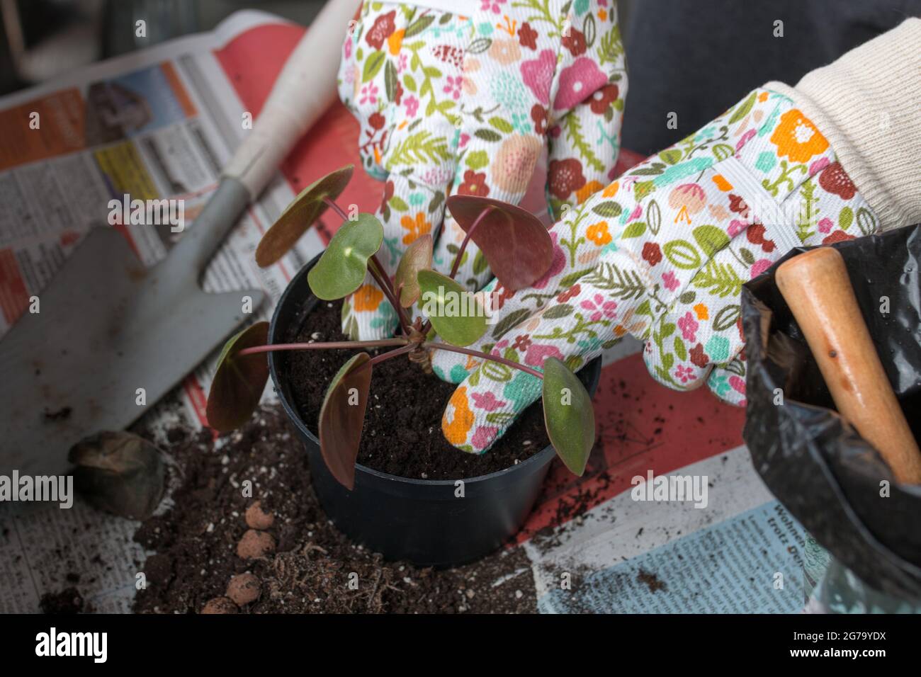 Mano di donna che repotting piante interne sul balcone, Foto Stock