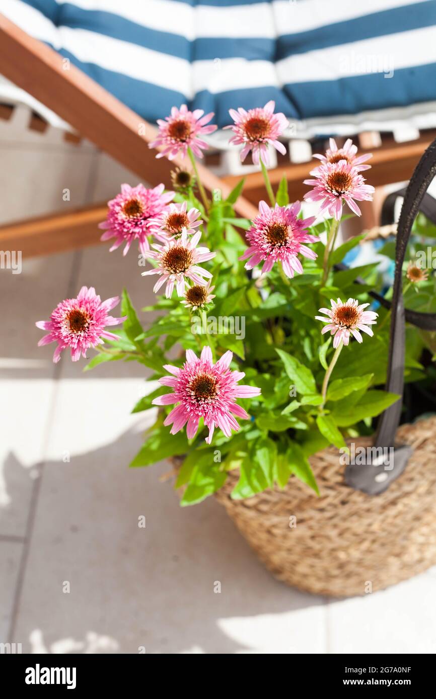 Rosa Echinacea purpurea Butterfly Kisses in un cesto di erba sulla terrazza - bella ape amichevole Perrenial Coneflowers Foto Stock