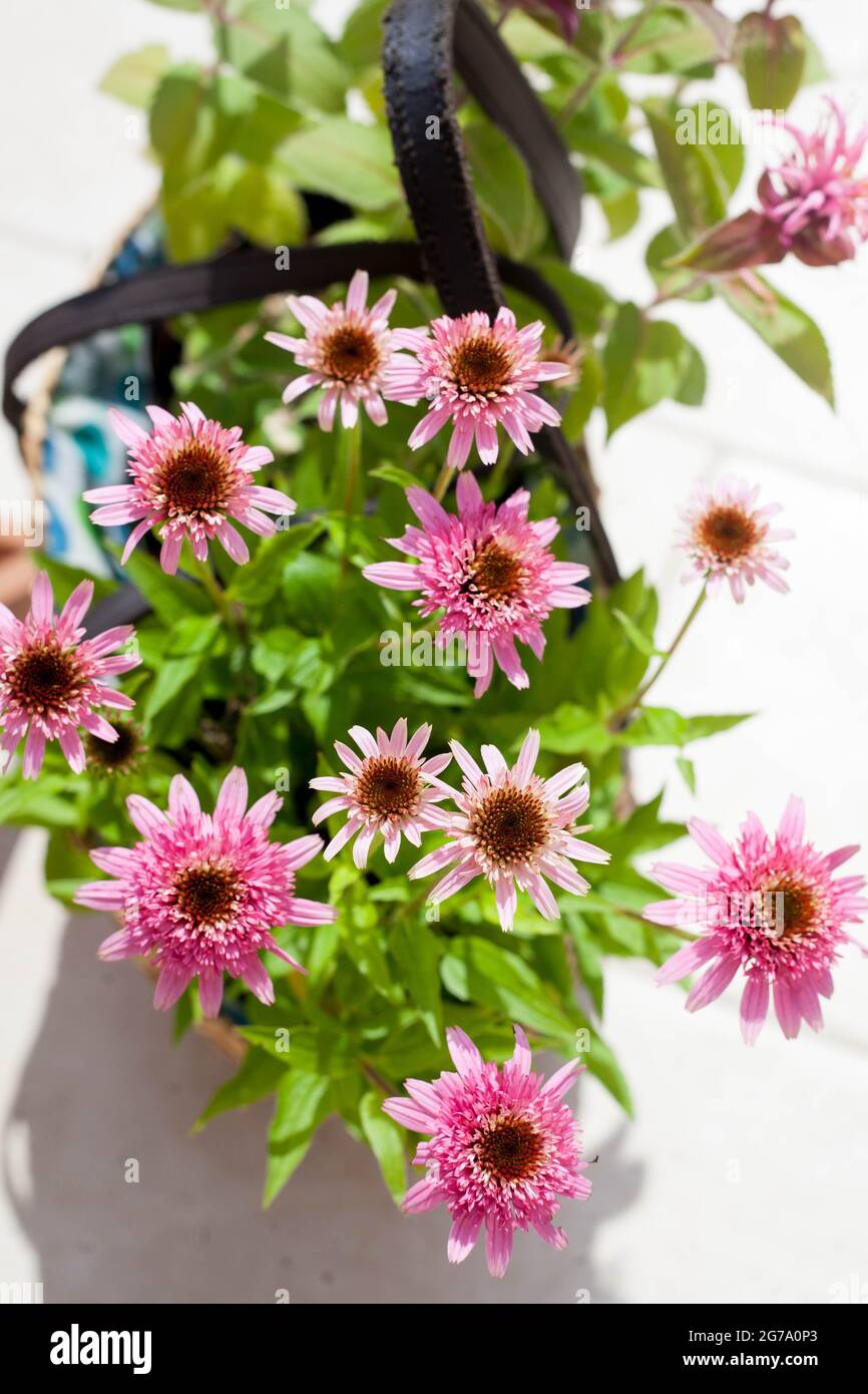 Rosa Echinacea purpurea Butterfly Kisses in un cesto di erba sulla terrazza - bella ape amichevole Perrenial Coneflowers Foto Stock