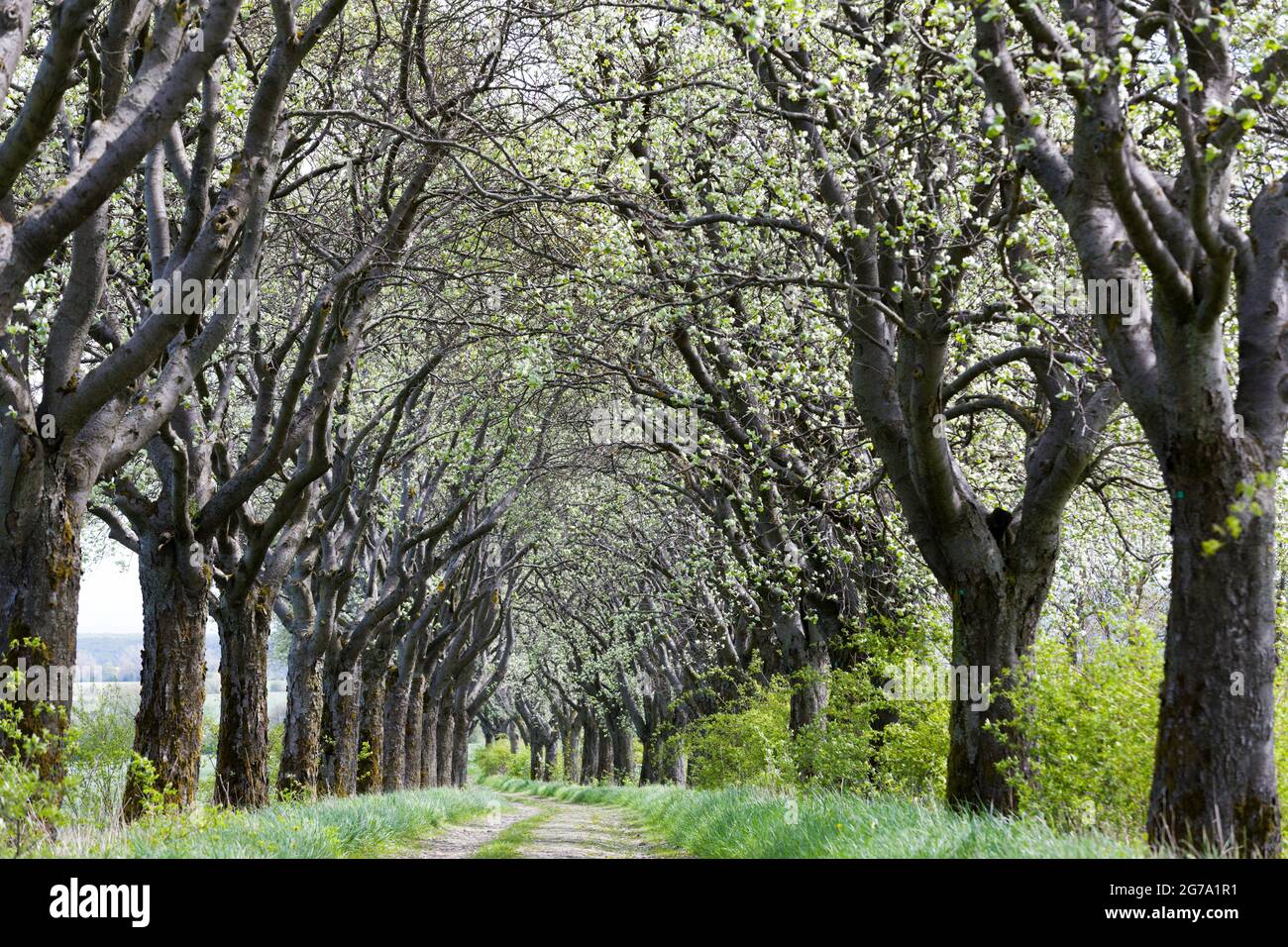 Whitebeam Avenue, a nord-ovest della Turingia, Germania, Europa Foto Stock