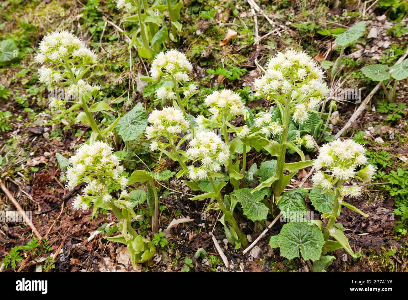 Il butterbur bianco è uno dei primi a fiorire in primavera ed è importante come fortificazione della terra alluvionale Foto Stock