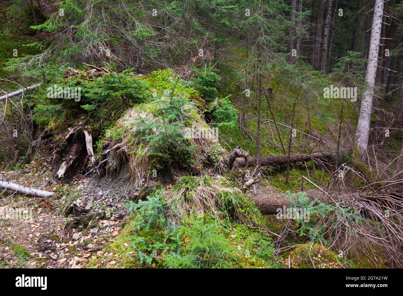 Sulle radici degli abeti caduti, la nuova vita si sta mescolando nella foresta di montagna Foto Stock