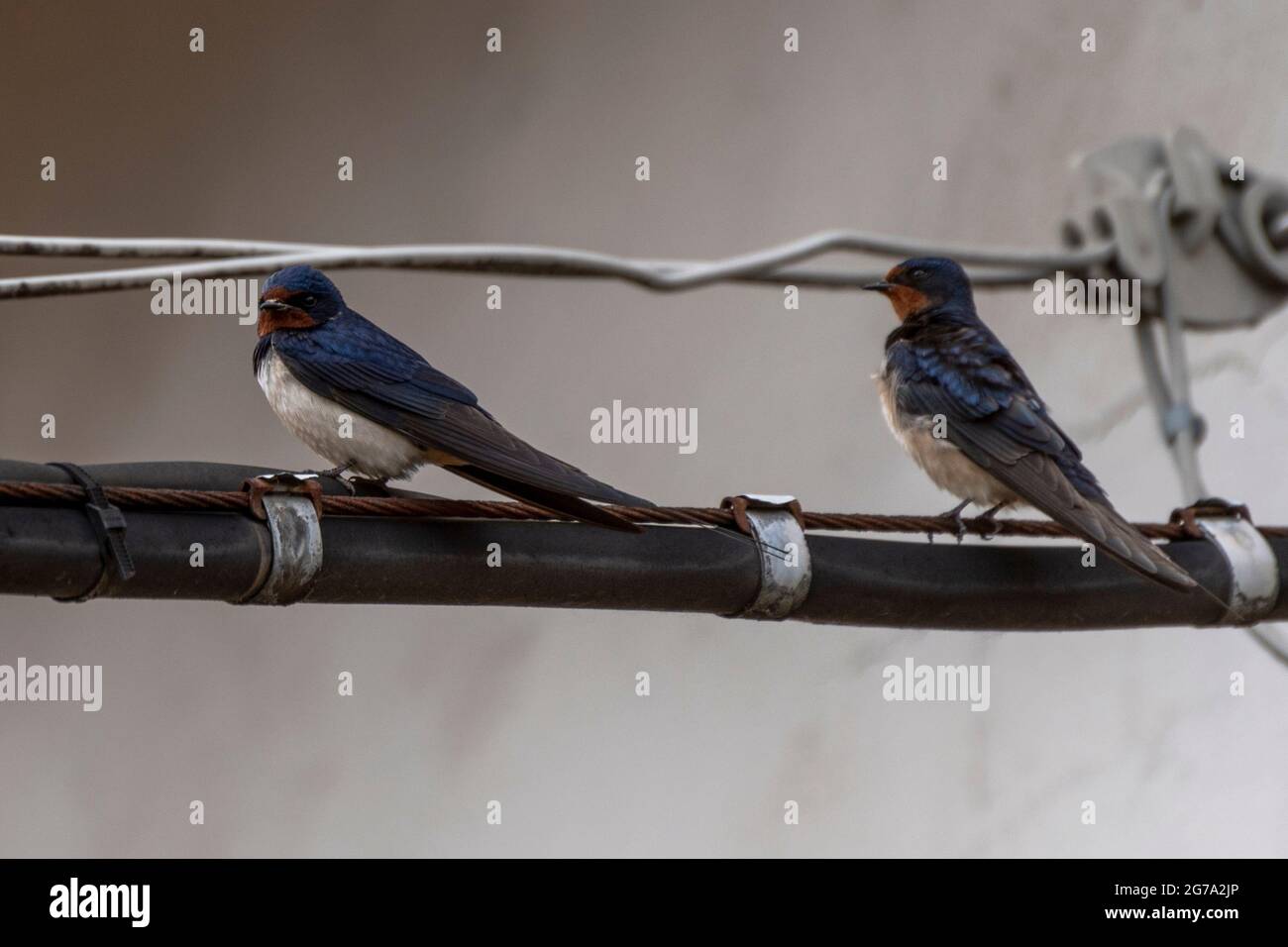 Consente di scambiare i fili ad alta tensione in un'area urbana Foto Stock