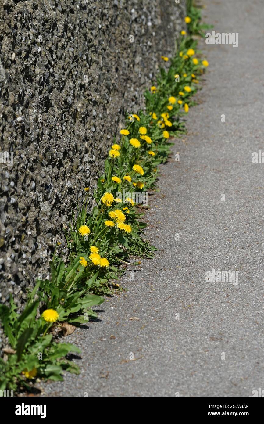 Germania, Baviera, strada, muro, marciapiede, asfalto, i dandelioni crescono da un giunto Foto Stock