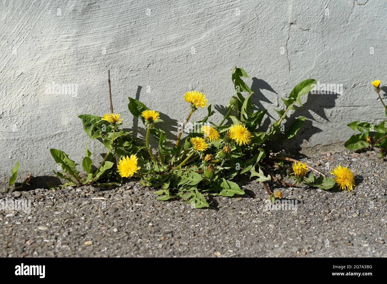 Germania, Baviera, strada, muro, marciapiede, asfalto, dandelion che crescono da un giunto, primo piano Foto Stock