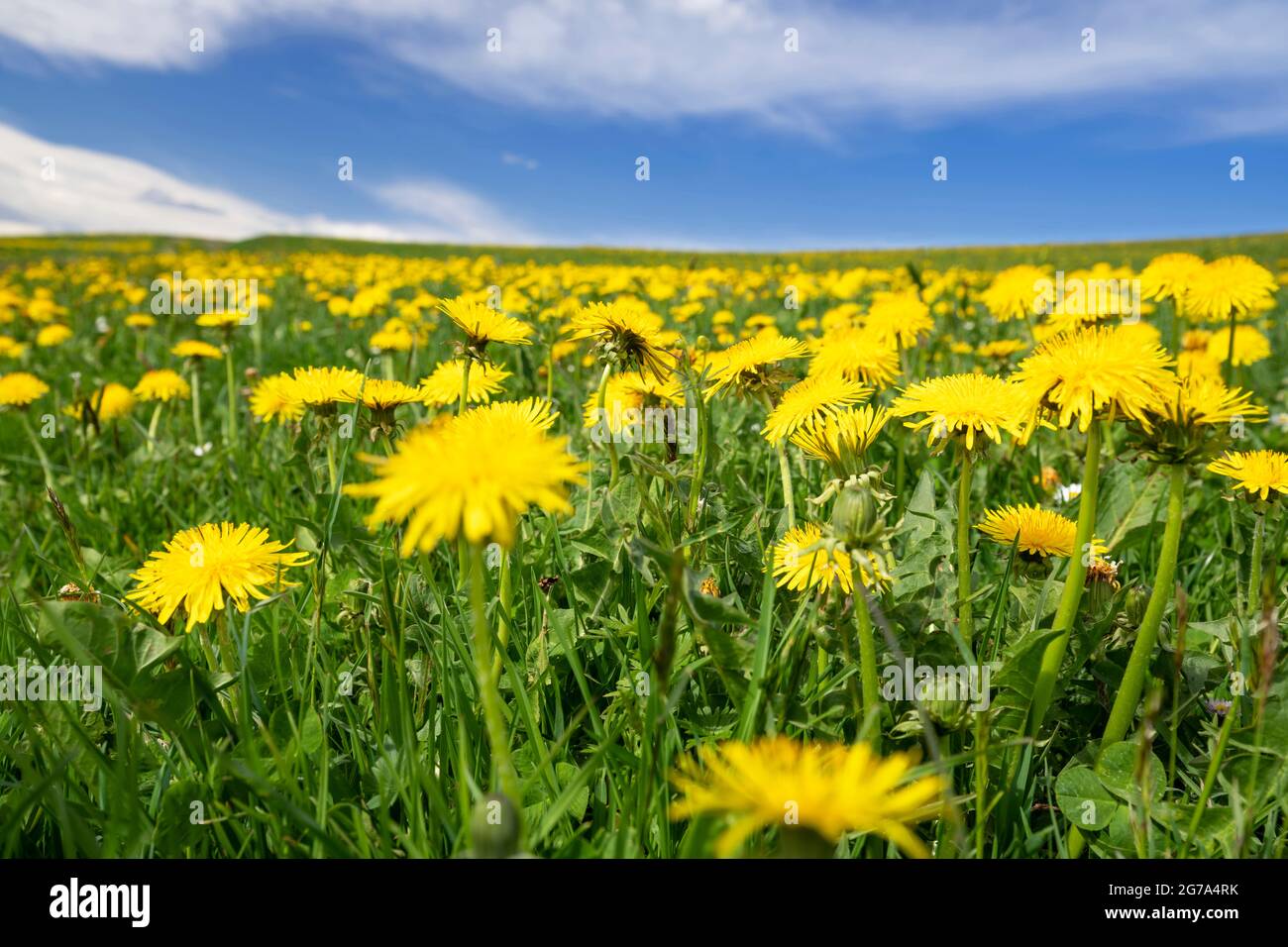 Primo piano di andelioni in fiore e erba verde contro un cielo blu Foto Stock