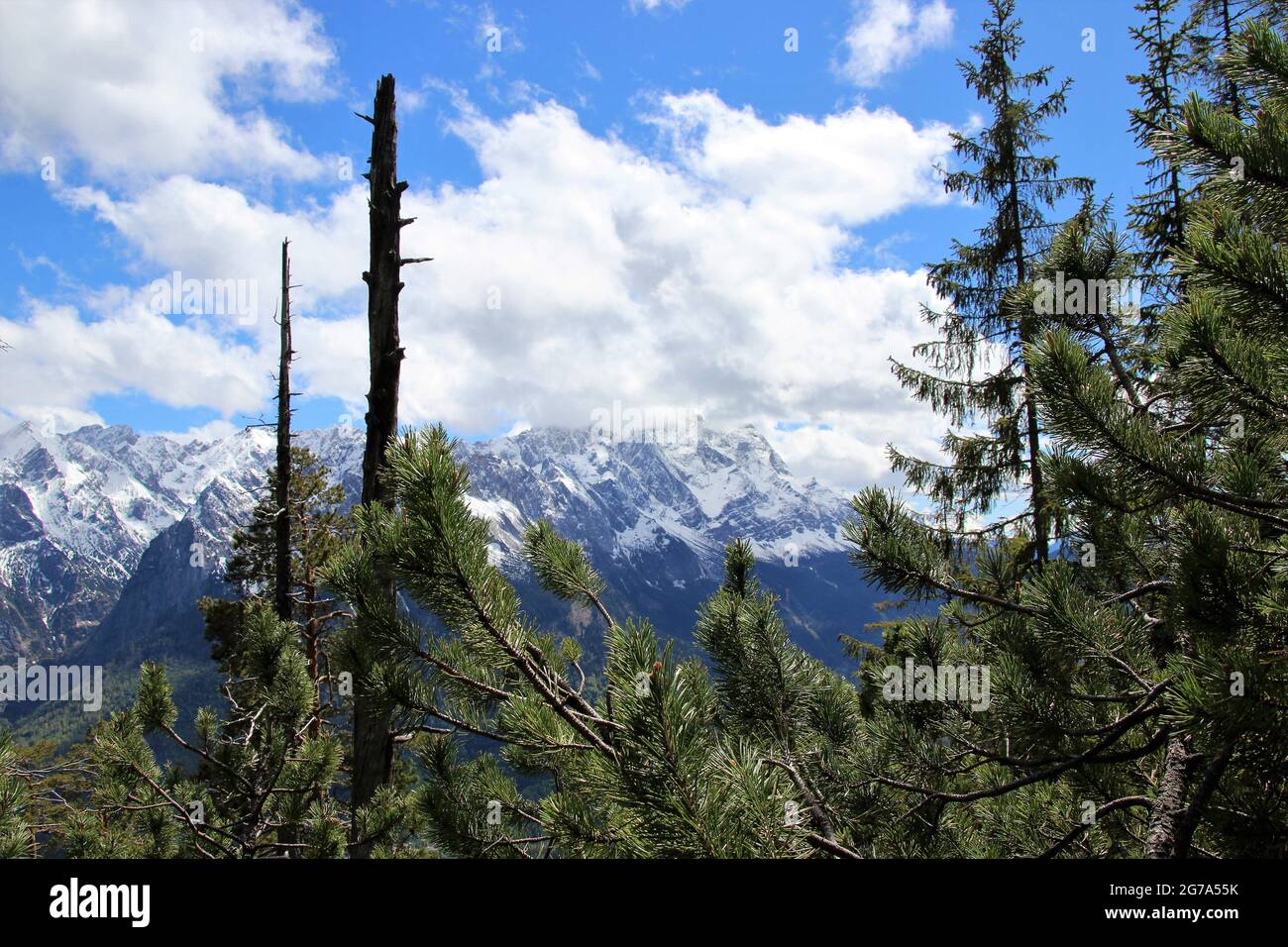 Escursione fino allo Steppergalm 1583 m, vicino a Garmisch, Alpi Ammergau, alta Baviera, Baviera, Germania, primavera, vista sulle montagne di Wetterstein, suggestiva, pini di montagna in primo piano Foto Stock