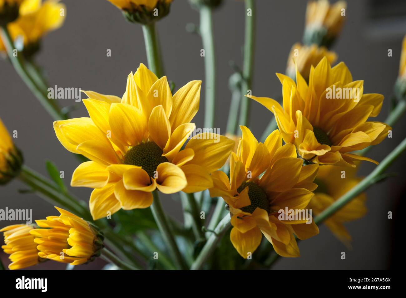 i crisantemi sono il fiore bello Foto Stock
