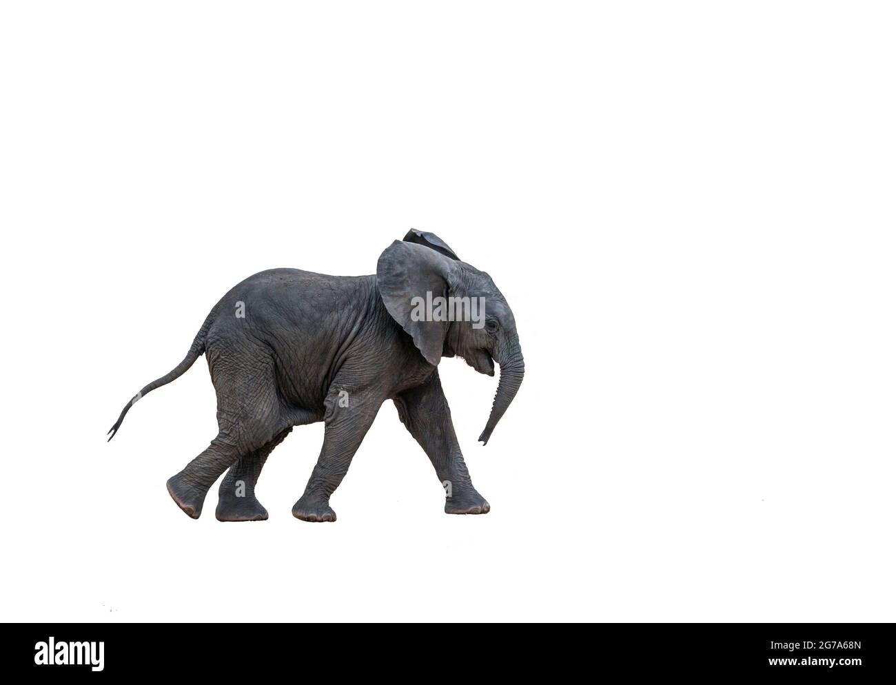 Vitello africano cespuglio elefante running, isolato su sfondo bianco ; specie Loxodonta africana famiglia di Elefantidae Foto Stock