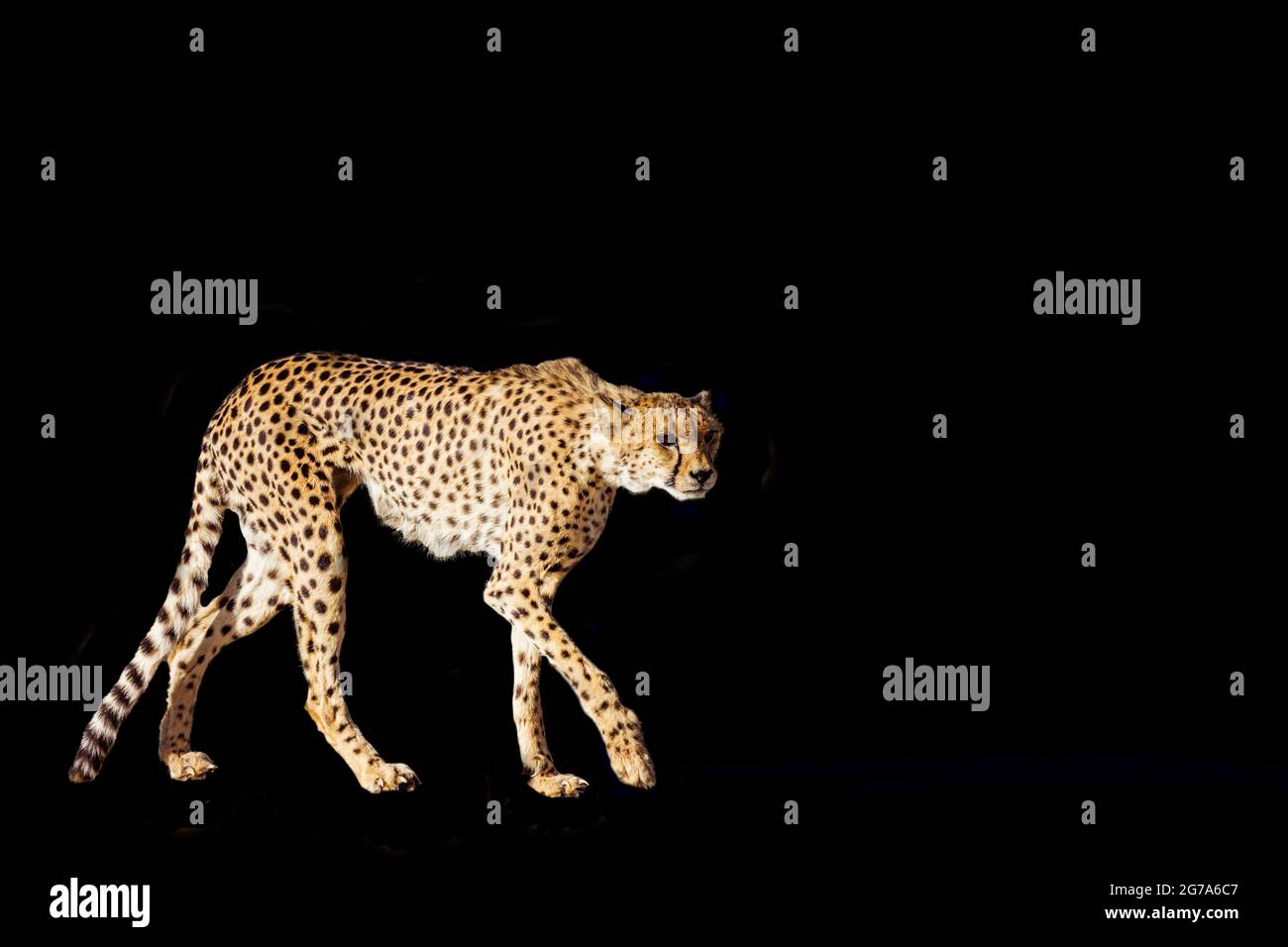 Ghepardo sulla caccia camminando isolato su sfondo nero ; Specie Acinonyx jubatus famiglia di Felidae Foto Stock