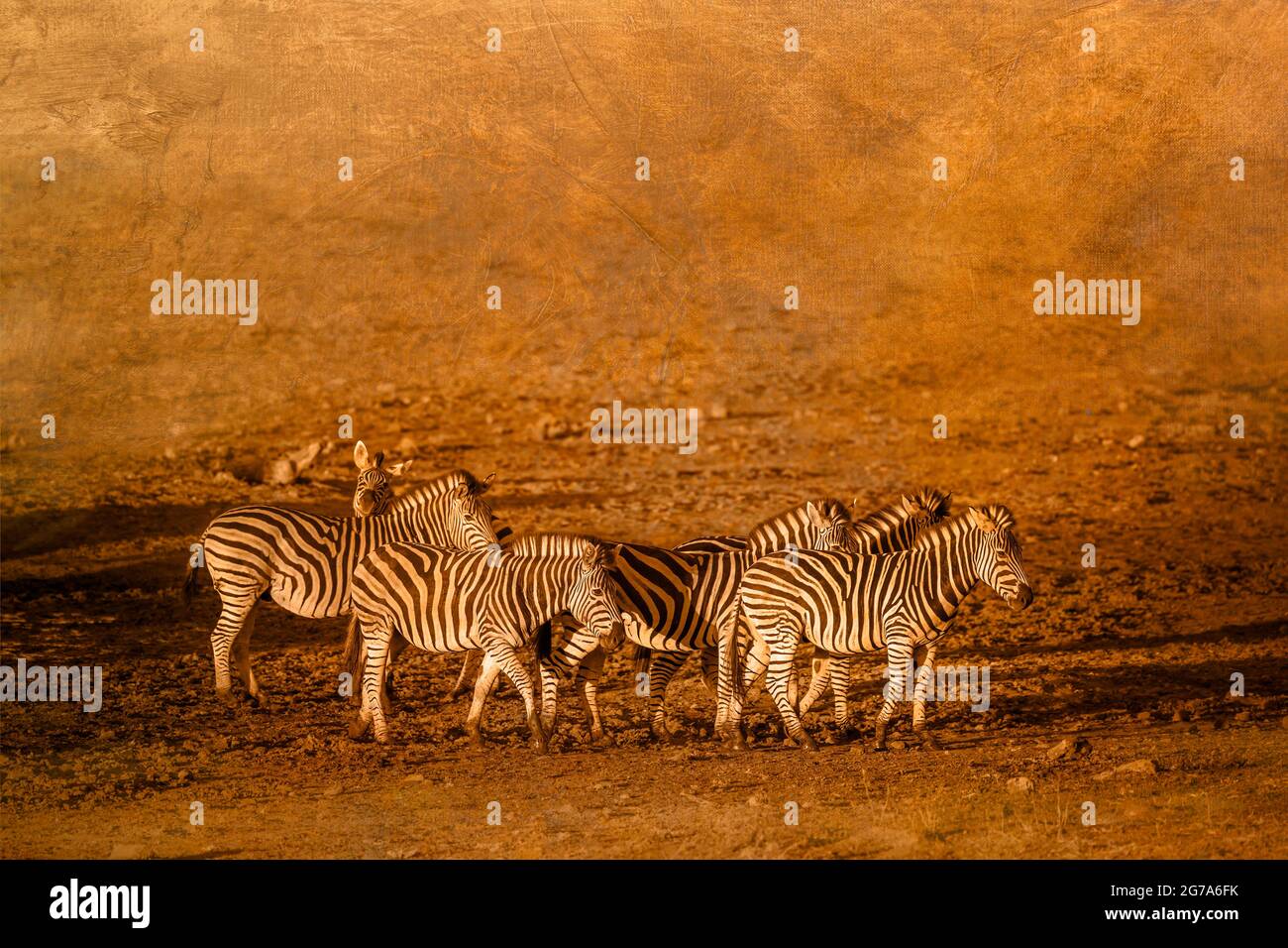 Pianure zebra piccolo gruppo immagini multiple con sfondo dipinto ad olio ; specie equus quagga burchellii famiglia di equidi Foto Stock