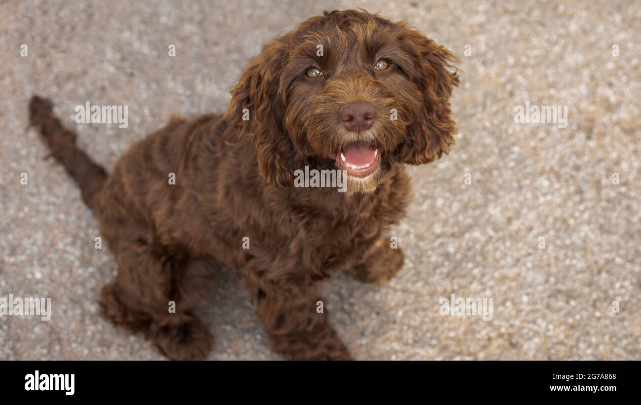 Cocker spaniel e cane da cross poodle Foto Stock