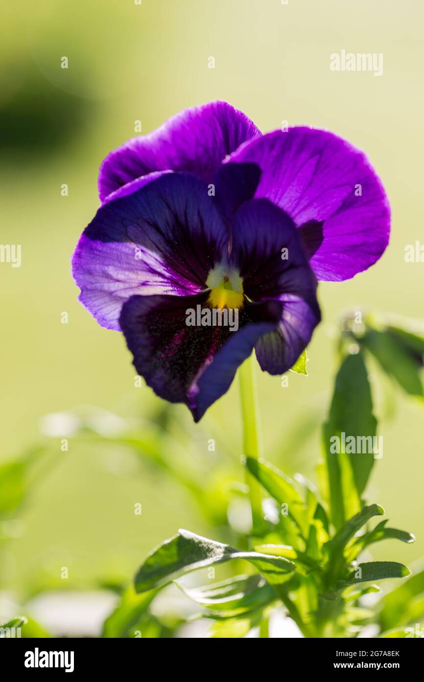 Primo piano di Pansy Flower, colore viola intenso, sfondo naturale sfocato Foto Stock