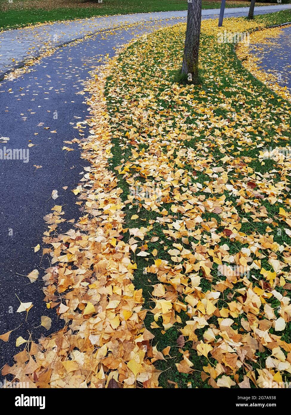Ginkgo parte dalla strada Foto Stock