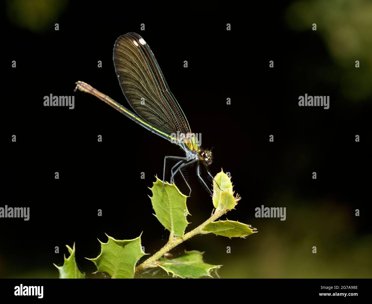 Femmina bella Demoiselle (Calopteryx virgo) visto in profilo sistemato su una foglia Foto Stock