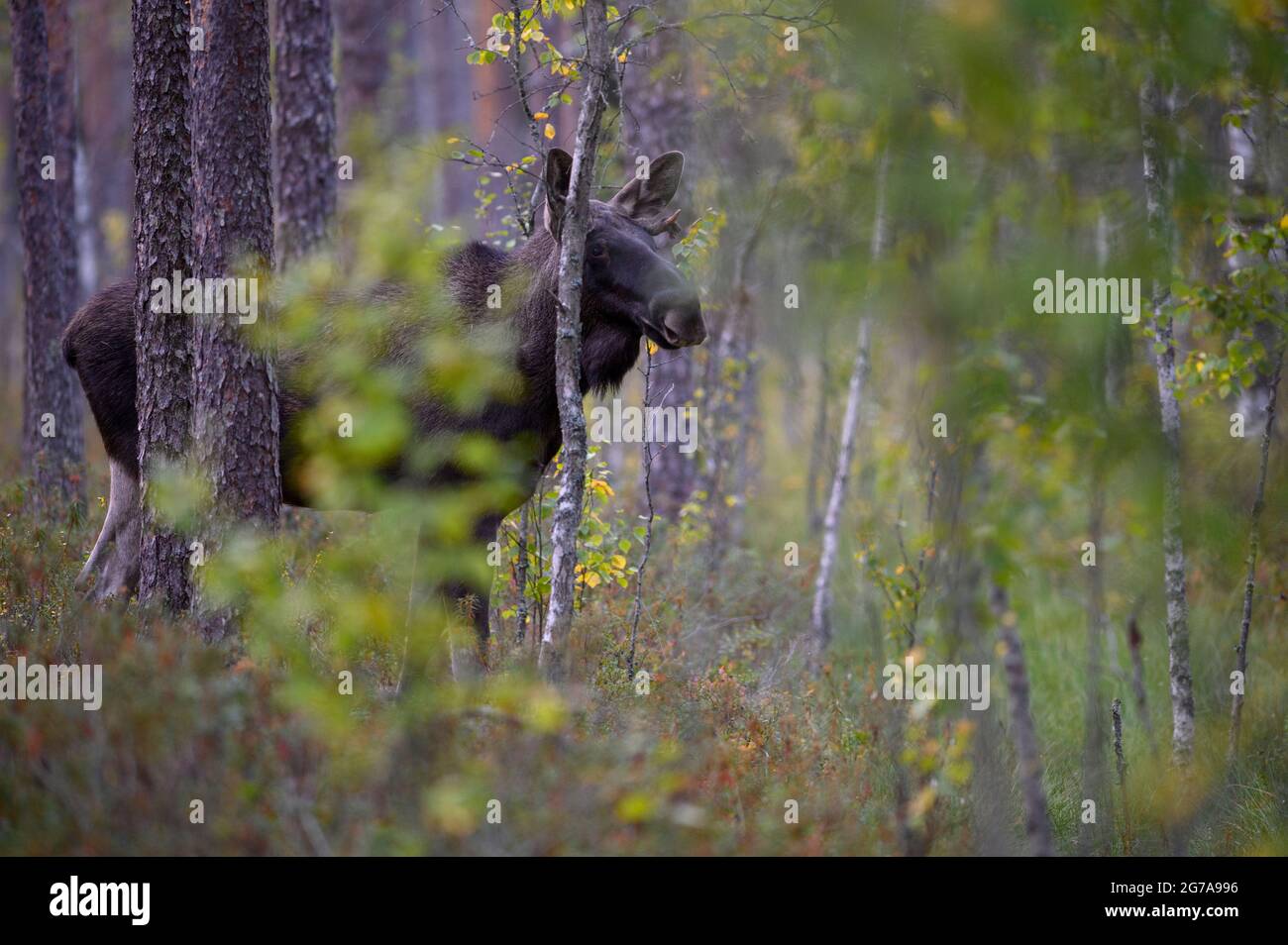 Giovane toro Moose in una foresta d'autunno in Svezia Foto Stock
